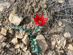 Tulipa gesneriana