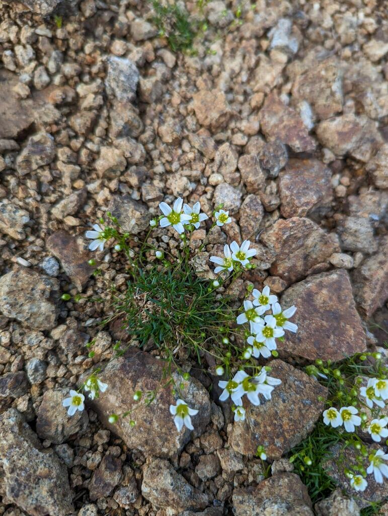 Geocarpon groenlandicum; photograph Nick Kleinschmidt, CC BY, iNaturalist via GBIF