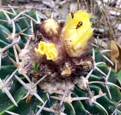 Parodia erinaceus