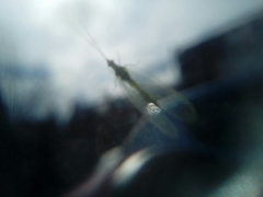 Pterygota