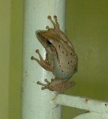 Polypedates leucomystax