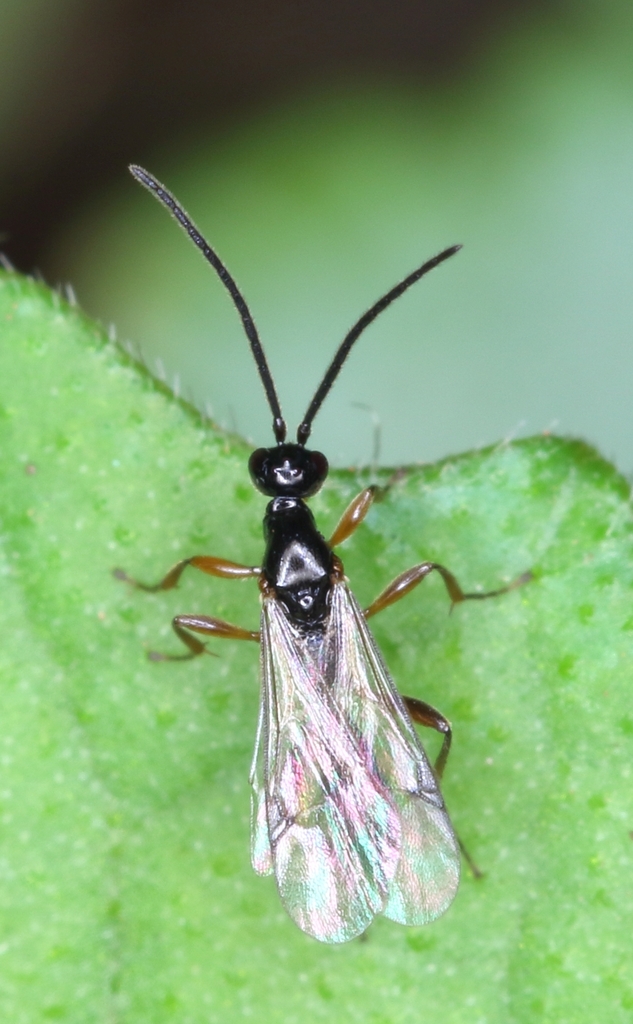 Exallonyx leptocorsa