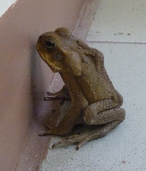 Rhinella marina