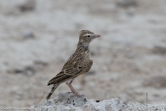 Stark's Lark photo 4
