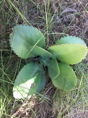 Kalanchoe laetivirens image