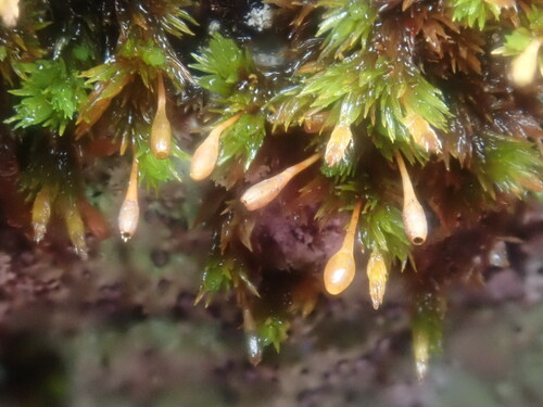 Image of Ulota hutchinsiae by no rights reserved