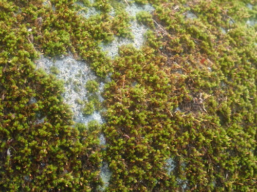 Image of Ulota hutchinsiae by no rights reserved