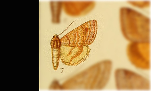 Caenurgia adusta