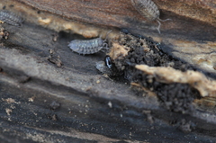 Habrocerus capillaricornis