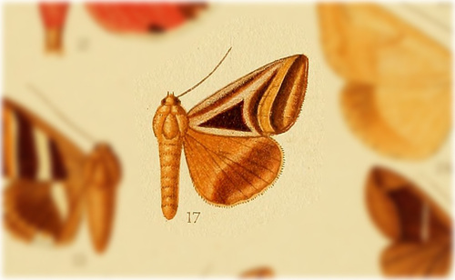 Trigonodes lucasii