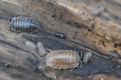 Habrocerus capillaricornis