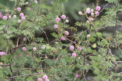 Mimosa asperata