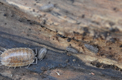 Habrocerus capillaricornis