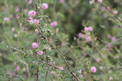 Mimosa asperata