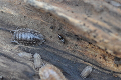 Habrocerus capillaricornis
