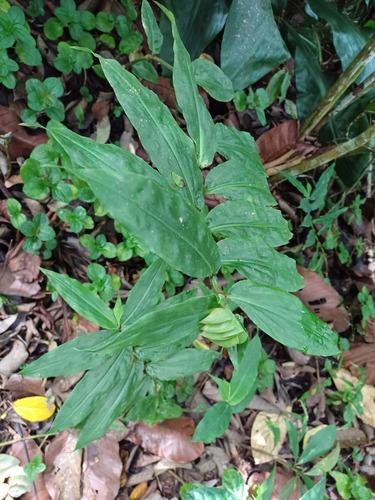 Commelina paludosa (Commelina paludosa)