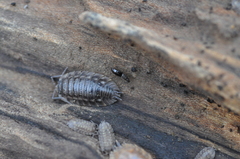 Habrocerus capillaricornis