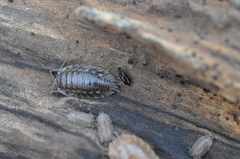 Habrocerus capillaricornis