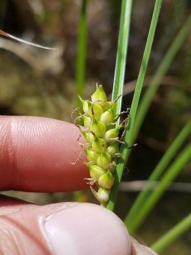 Image of Carex striata by (c) Scott Ward, some rights reserved (CC BY)