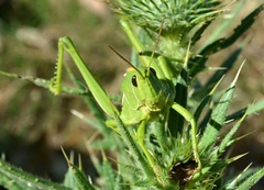 Staleochlora viridicata