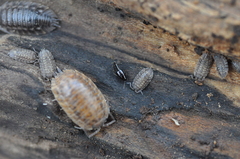 Habrocerus capillaricornis