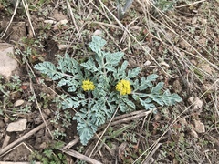 Cymopterus longipes