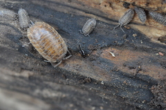 Habrocerus capillaricornis