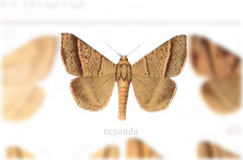 Mocis repanda