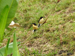 Donacobius atricapilla