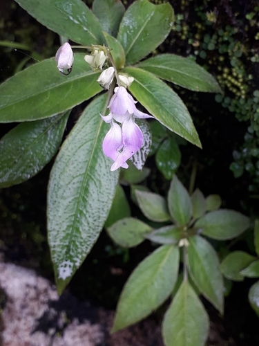 Impatiens thwaitesii observed 2023-07-15