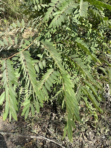 Senna siamea
