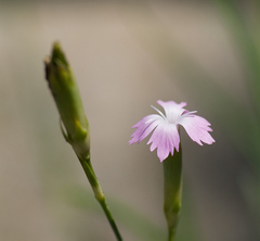 (c) Thierry Arbault, some rights reserved (CC BY) Dianthus benearnensis, photograph (c) Thierry Arbault, some rights reserved (CC BY)