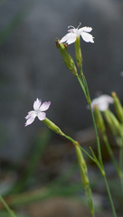 (c) Thierry Arbault, some rights reserved (CC BY) Dianthus benearnensis, photograph (c) Thierry Arbault, some rights reserved (CC BY)