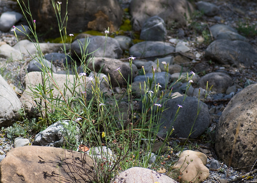 Dianthus benearnensis, photograph 6