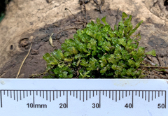 Paraphymatoceros pearsonii