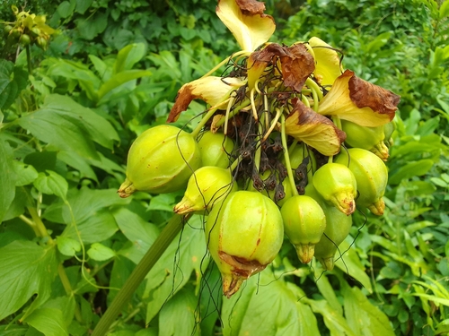 Polynesian Arrowroot