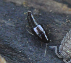 Habrocerus capillaricornis