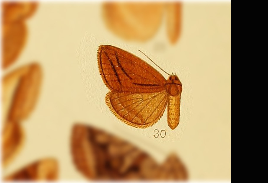 Mocis escondida