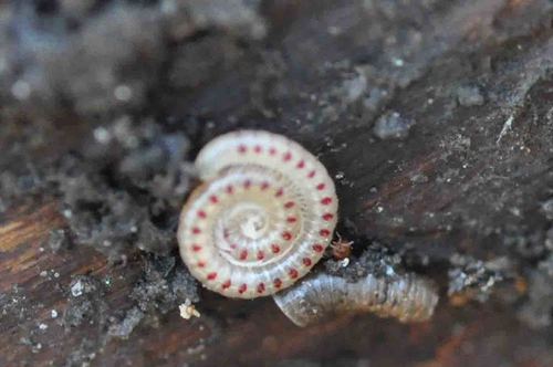 Spotted Snake Millipede, photo 10 of 10