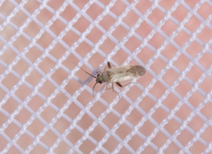 Europiella