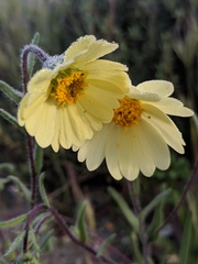 Layia glandulosa