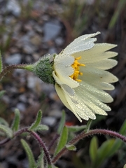 Layia glandulosa