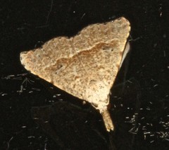 Trigonistis asthenopa