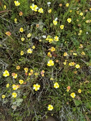 Hesperomecon linearis