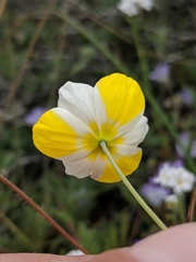 Hesperomecon linearis