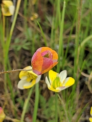 Hesperomecon linearis