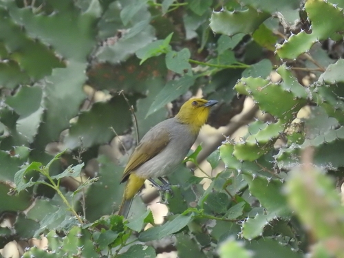Yellow-throated Bulbul (Pycnonotus xantholaemus), photo 5
