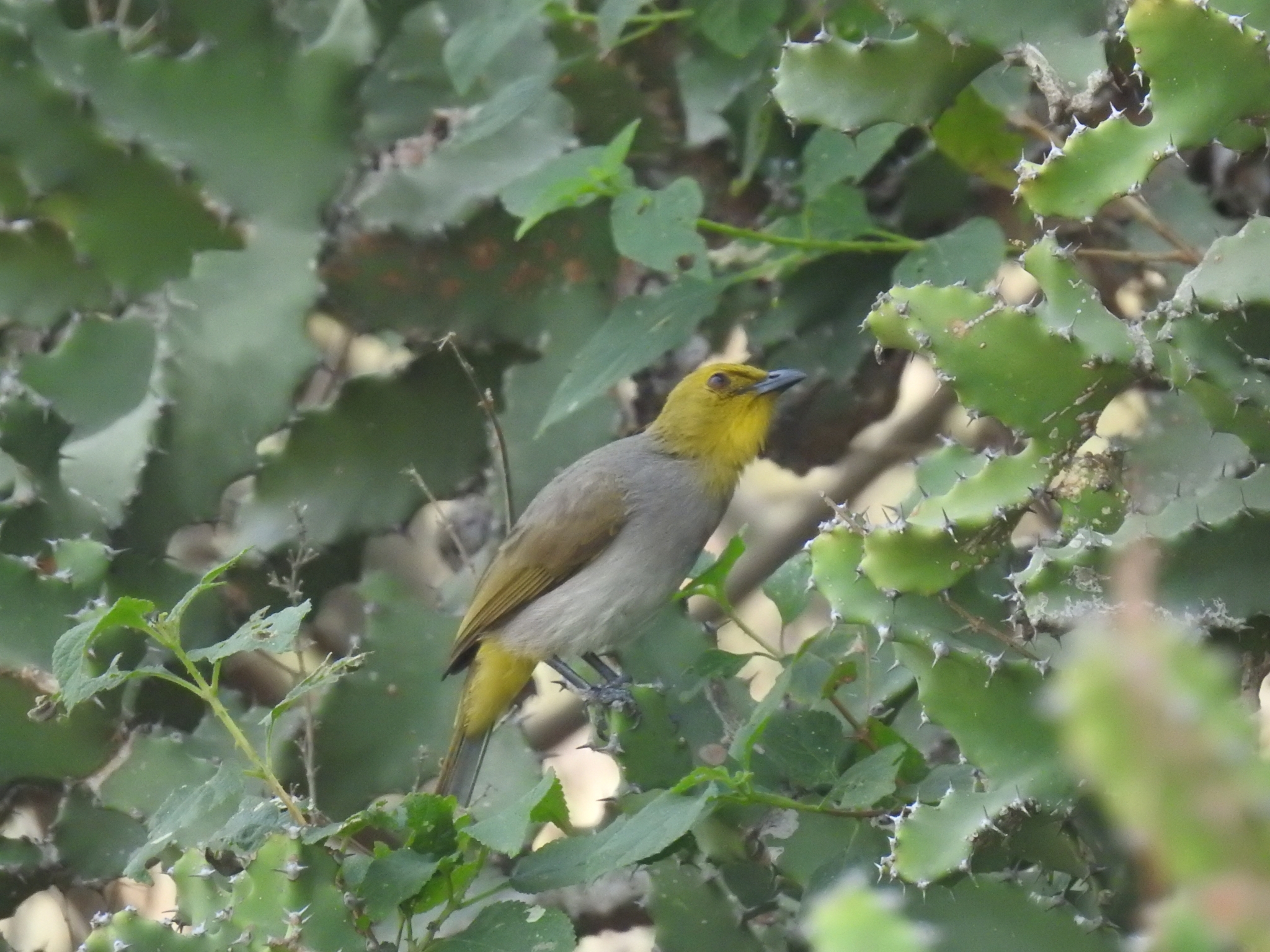 Yellow-throated Bulbul (Pycnonotus xantholaemus), photo 5