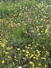 Hesperomecon linearis