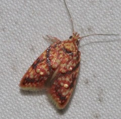 Lophopepla igniferella